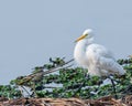 A Cat walk by an egret