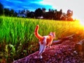 Cat walk in farm Royalty Free Stock Photo
