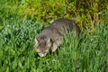 A cat on a walk in the marque sniffing the grass