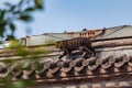 a cat walk on traditional Chinese architectural 's roof Royalty Free Stock Photo