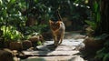 A cat walking across a minimalist stone pathway surrounded by greenery Royalty Free Stock Photo