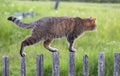 The cat walks along the picket fence.