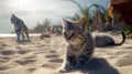 A cat walking on the beach. Funny grey cat is sitting on the beach Royalty Free Stock Photo