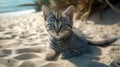 A cat walking on the beach. Funny grey cat is sitting on the beach Royalty Free Stock Photo