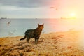 Cat walking on the beach Royalty Free Stock Photo