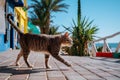 Cat walking Royalty Free Stock Photo