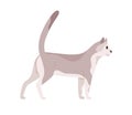 Cat walking. Beautiful slim kitty. Feline animal standing with tail raised up. Side view of friendly pet looking forward