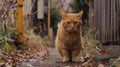 A cat walking down a path in the woods near leaves, AI Royalty Free Stock Photo