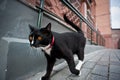 Cat walking down the street