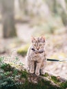 Cat walking in the forest outdoor.