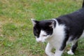Cat walking through a garden Royalty Free Stock Photo