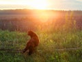 Cat walking in the grass in the rays of the setting sun. Royalty Free Stock Photo