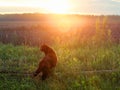 Cat walking in the grass in the rays of the setting sun.