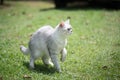 Cat walking on green gras Royalty Free Stock Photo