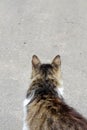 Cat walking at the ground. Copy space Royalty Free Stock Photo
