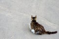 Cat walking at the ground. Copy space Royalty Free Stock Photo