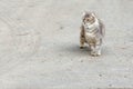 Cat walking at the ground. Copy space Royalty Free Stock Photo