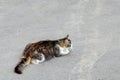 Cat walking at the ground. Copy space Royalty Free Stock Photo