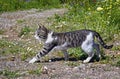 Cat walking in the nature