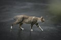 Cat walking outdoors Royalty Free Stock Photo