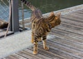 Bengal cat attracted by something tensely watches in a direction of the noise while walking outside on the docs Royalty Free Stock Photo