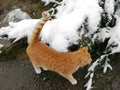 The cat is walking outdoors in the winter. Beautiful winter nature and red cat. Details and close-up. Royalty Free Stock Photo