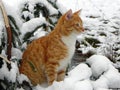 The cat is walking outdoors in the winter. Beautiful winter nature and red cat. Details and close-up. Royalty Free Stock Photo