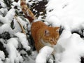 The cat is walking outdoors in the winter. Beautiful winter nature and red cat. Details and close-up. Royalty Free Stock Photo