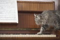 Cat Walking On Piano Keys With Music Sheet Royalty Free Stock Photo