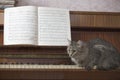 Cat Walking On Piano Keys With Music Sheet Royalty Free Stock Photo