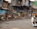 Cute cat walking in slum with broken house and electric pole -Generative AI