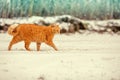 Cat walking in the snow Royalty Free Stock Photo