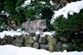 cat walking in snowy back yard