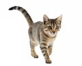 A Cat Walking on a solid white empty space, towards the camera Royalty Free Stock Photo