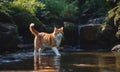 A cat is walking in a stream of water Royalty Free Stock Photo