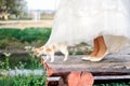Cat walking under bride dress Royalty Free Stock Photo