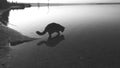 Cat walking on water, black and white photo near the river.