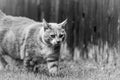 Cat Walking Through Yard By Fence Black and White Royalty Free Stock Photo