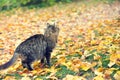 A cat walks on the fallen leaves Royalty Free Stock Photo