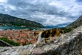 A cat walks along a high stone wall above the city Royalty Free Stock Photo