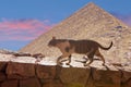 The cat walks along the trail against the backdrop of the mountain Royalty Free Stock Photo