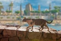 The cat walks along the trail against the backdrop of the mountain Royalty Free Stock Photo