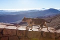 The cat walks along the trail against the backdrop of the mountain Royalty Free Stock Photo