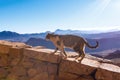 The cat walks along the trail against the backdrop of the mountain Royalty Free Stock Photo