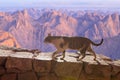 The cat walks along the trail against the backdrop of the mountain Royalty Free Stock Photo