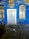 A cat walks the corridors of a devastated palace from the Ottoman period Royalty Free Stock Photo