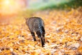 The cat walks on fallen leaves back to the camera Royalty Free Stock Photo