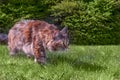 Cat walks on the green grass on sunny summer day. Pet walking outdoor adventures on the green grass