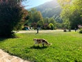 The cat walks in the mountain resort. Forests and mountains, beautiful nature in the early sunny morning. Rest and relaxation.