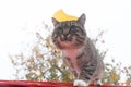 Cat sits on a red roof on a background of autumn foliage. Royalty Free Stock Photo